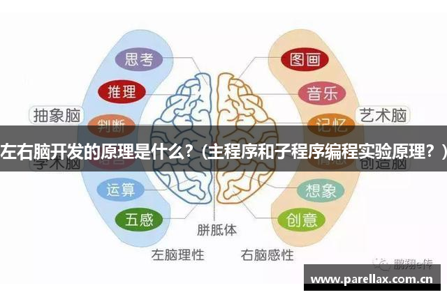 左右脑开发的原理是什么？(主程序和子程序编程实验原理？)